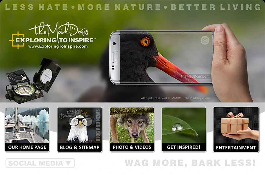 Welcome to the official website of The Mad Dogs!