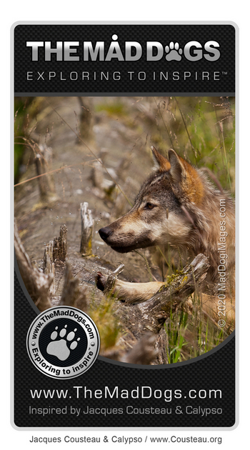 Meeting a wild wolf - Our exploring is inspired by Jacques Cousteau & Calypso