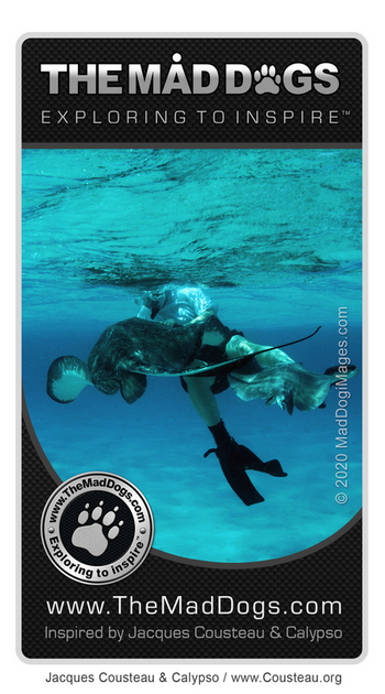 Stingray - Our exploring is inspired by Jacques Cousteau & Calypso