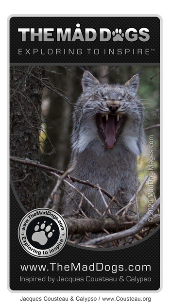 Canada Lynx - Our exploring is inspired by Jacques Cousteau & Calypso