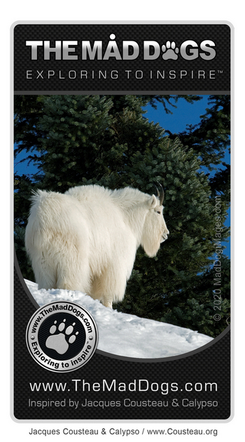 Mountain Goat - Our exploring is inspired by Jacques Cousteau & Calypso