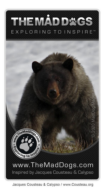 Spirit bear - Our exploring is inspired by Jacques Cousteau & Calypso