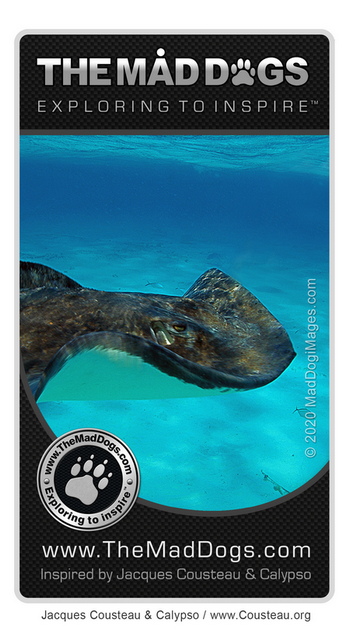 Stingray - Our exploring is inspired by Jacques Cousteau & Calypso