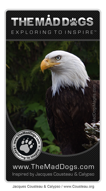Bald Eagle - Our exploring is inspired by Jacques Cousteau & Calypso