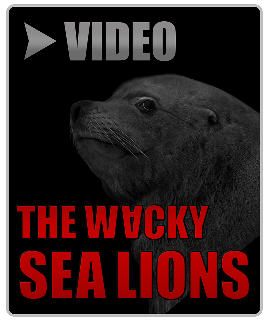 Watch or download free Wacky Sea Lions video