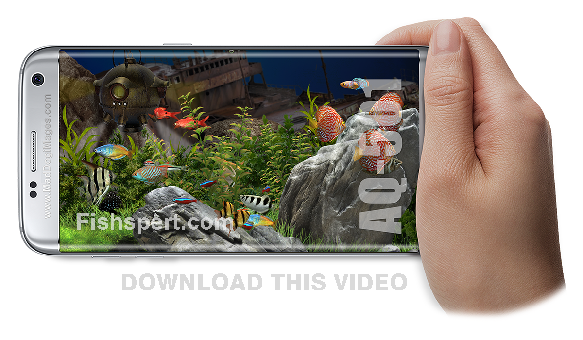 Download or watch tropical fish aquarium AQ-501 - What is Lurking below ZEN